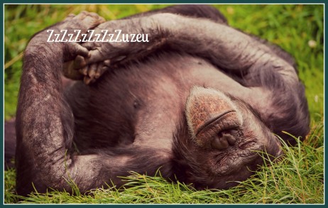 Animals_Monkeys_Sleeping_monkey_033911_