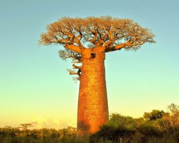 Zuhaitzean ordoki (baobab)