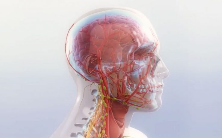 Bihotza eta anatomia, ikusi eta ikasi