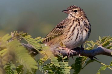 2017ko berrogeita hirugarren astea (Txiorik Onenak)