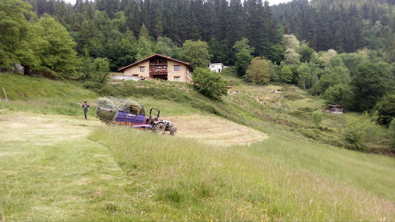 Zerua bertsotan, gu belarretan