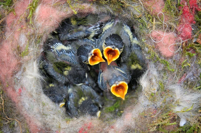 Yellowstone Parkeko hegaztia