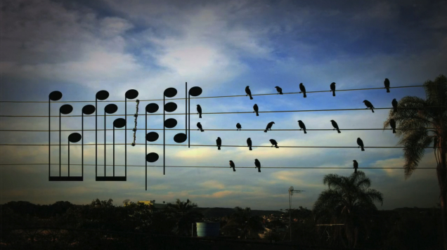 Birds on the wires